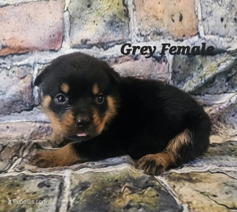 Grey Female – Rottweiler puppy for sale in Centerville, MO