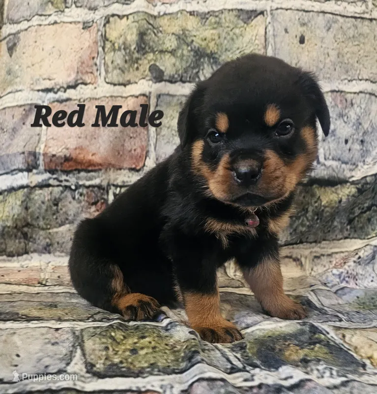 Red Male  – Rottweiler puppy for sale in Centerville, MO