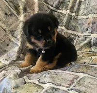 Pink Female , a female Rottweiler for sale in Centerville, MO – 2 of 2