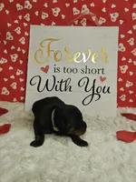 White Female , a female Rottweiler for sale in Centerville, MO – Photo 3 of 3