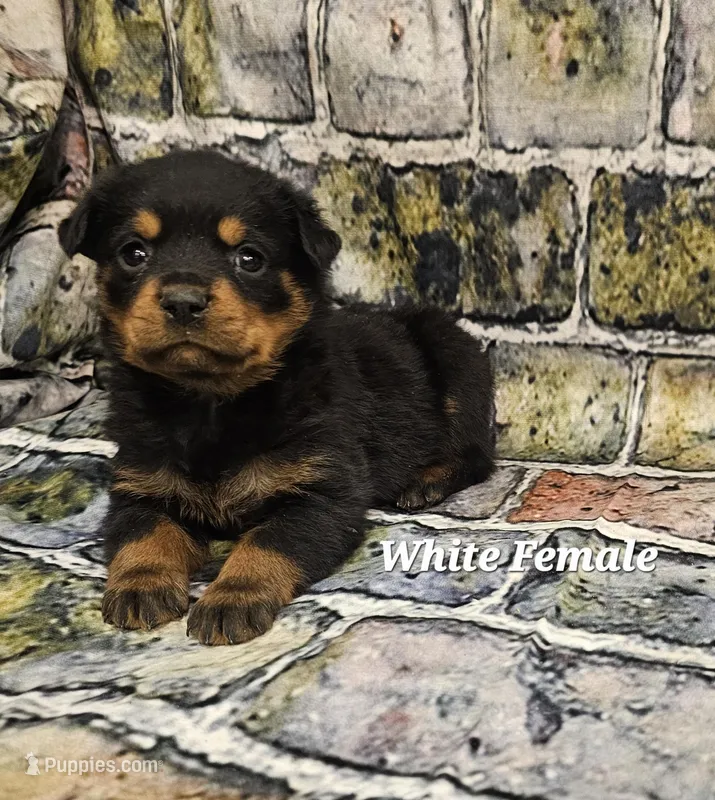 White Female  – Rottweiler puppy for sale in Centerville, MO