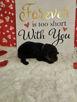 White Female , a female Rottweiler for sale in Centerville, MO – Photo 2 of 3