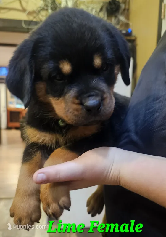 Lime female  – Rottweiler puppy for sale in Centerville, MO