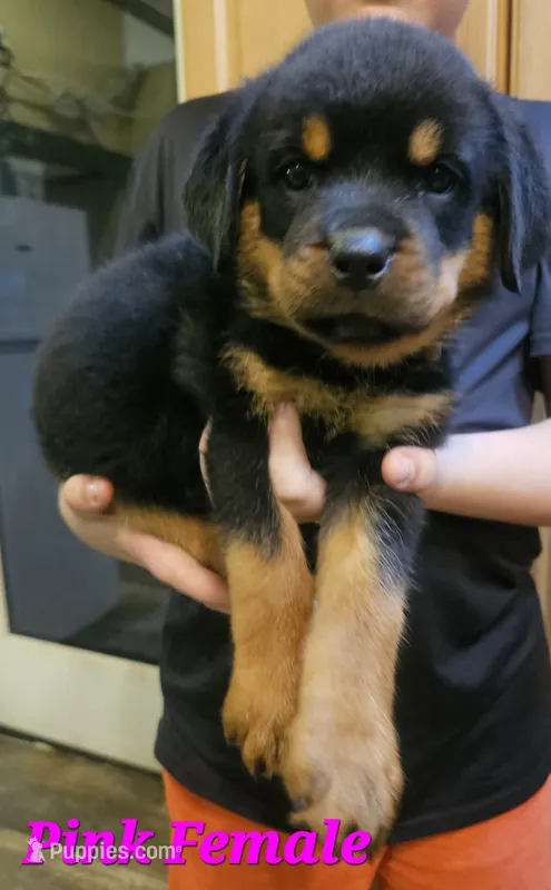 Pink Female  – Rottweiler puppy on hold in Centerville, MO