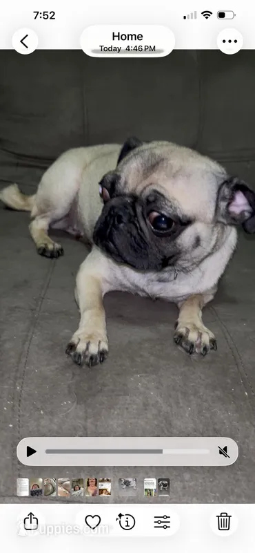 Doodle – Pug puppy for sale in Apex, NC