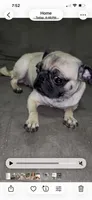 Doodle, a female Pug for sale in Apex, NC – 1 of 2