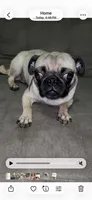Doodle, a female Pug for sale in Apex, NC – 2 of 2