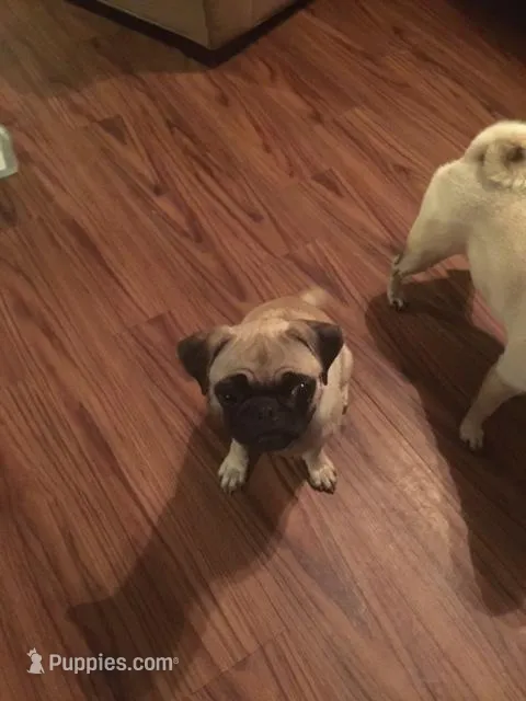 Dam and Sire, a  Pug for sale in Apex, NC – Photo 1 of 2