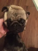 Dam and Sire, a  Pug for sale in Apex, NC – Photo 2 of 2