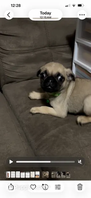 Fawn boy with collar