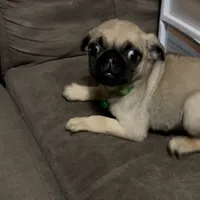Fawn boy with collar, a male Pug for sale in Apex, NC – Photo 1 of 2