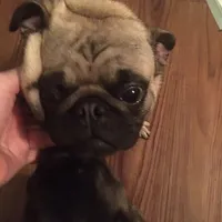 Fawn boy with collar, a male Pug for sale in Apex, NC – Photo 2 of 2