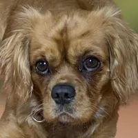 processed/75fa2f88-30c6-4cae-a0d3-b4699e4d73d9/facility/627309cc-6e15-449b-a2c8-3a1bd609e9f6