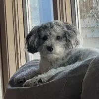 Toby, a male Poodle - Toy  for sale in Dresden, TN – Photo 2 of 3