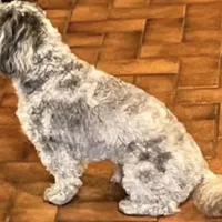 Toby, a male Poodle - Toy  for sale in Dresden, TN – Photo 3 of 3