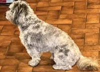 Toby, a male Poodle - Toy  for sale in Dresden, TN – Photo 3 of 3