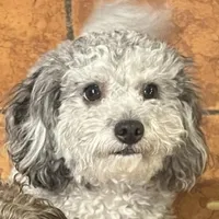 Toby, a male Poodle - Toy  for sale in Dresden, TN – Photo 1 of 3