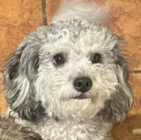 Toby, a male Poodle - Toy  for sale in Dresden, TN – Photo 1 of 3