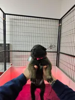 Pink , a female Belgian Malinois for sale in Oak Forest, IL – Photo 2 of 2