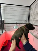 Pink , a female Belgian Malinois for sale in Oak Forest, IL – Photo 1 of 2