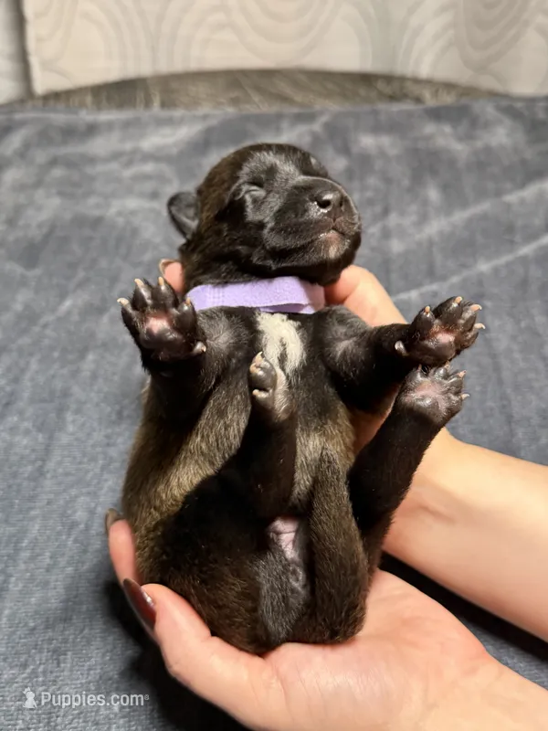 Purple – Belgian Malinois puppy for sale in Oak Forest, IL