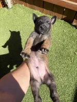 Grey, a male Belgian Malinois for sale in Oak Forest, IL – 4 of 4