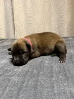 Pink, a female Belgian Malinois for sale in Oak Forest, IL – 3 of 4