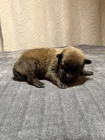 Green, a male Belgian Malinois for sale in Oak Forest, IL – 4 of 4