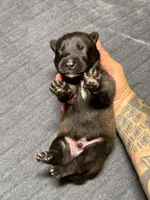Blue , a male Belgian Malinois for sale in Oak Forest, IL – 2 of 5