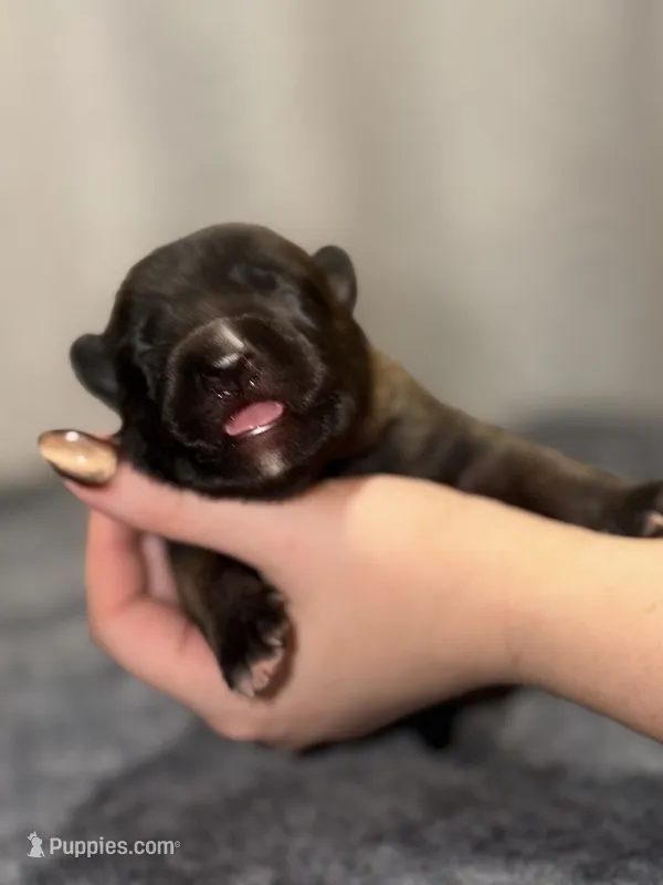 Teal – Belgian Malinois puppy for sale in Oak Forest, IL