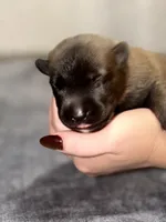 Teal, a female Belgian Malinois for sale in Oak Forest, IL – 3 of 4