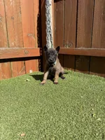 Green, a male Belgian Malinois for sale in Oak Forest, IL – 4 of 5
