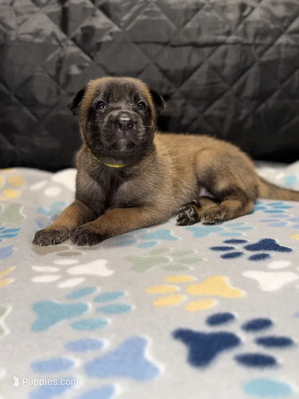 Yellow  – Belgian Malinois puppy for sale in Oak Forest, IL