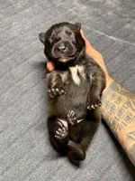 Blue , a male Belgian Malinois for sale in Oak Forest, IL – 5 of 5