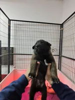 Red, a male Belgian Malinois for sale in Oak Forest, IL – Photo 2 of 2