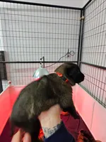 Red, a male Belgian Malinois for sale in Oak Forest, IL – Photo 1 of 2