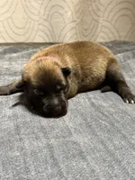 Pink, a female Belgian Malinois for sale in Oak Forest, IL – 2 of 4