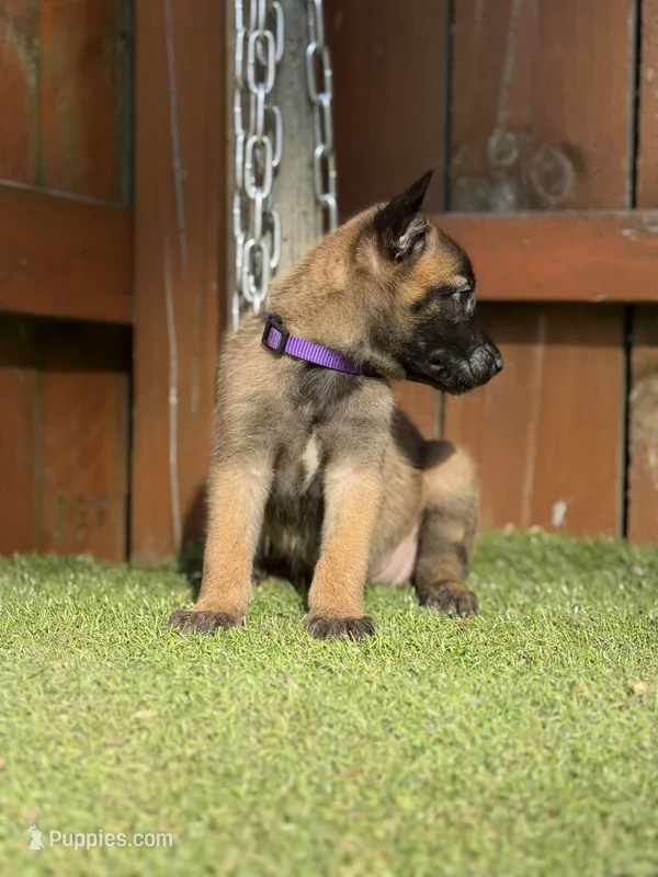 Purple – Belgian Malinois puppy for sale in Oak Forest, IL