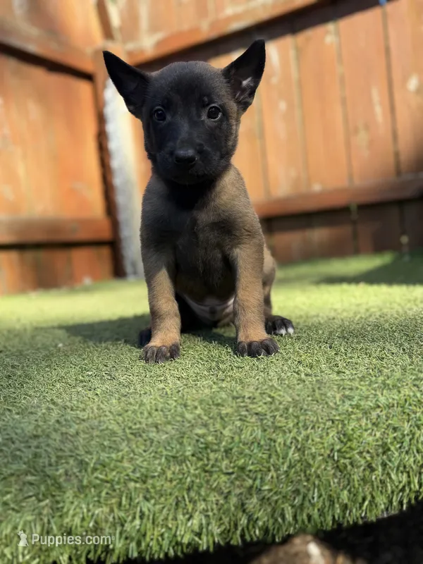 Green – Belgian Malinois puppy for sale in Oak Forest, IL
