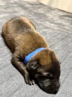 Blue , a male Belgian Malinois for sale in Oak Forest, IL – 4 of 5
