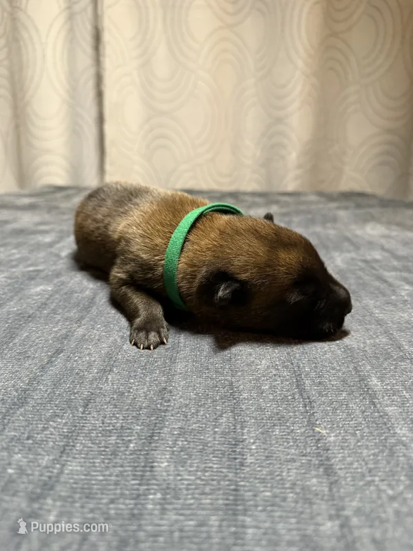 Dark green – Belgian Malinois puppy for sale in Oak Forest, IL