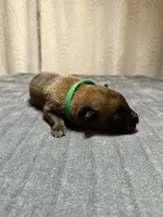 Dark green, a male Belgian Malinois for sale in Oak Forest, IL – 1 of 3