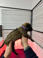 Purple , a female Belgian Malinois for sale in Oak Forest, IL – Photo 1 of 2