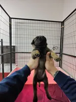 Purple , a female Belgian Malinois for sale in Oak Forest, IL – Photo 2 of 2