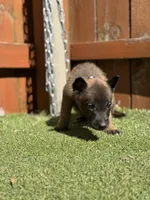 Grey, a male Belgian Malinois for sale in Oak Forest, IL – 3 of 4