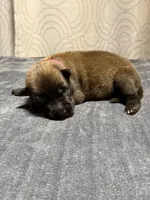 Pink, a female Belgian Malinois for sale in Oak Forest, IL – 4 of 4