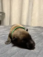 Dark green, a male Belgian Malinois for sale in Oak Forest, IL – 2 of 3