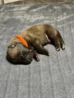 Orange , a male Belgian Malinois for sale in Oak Forest, IL – 5 of 5