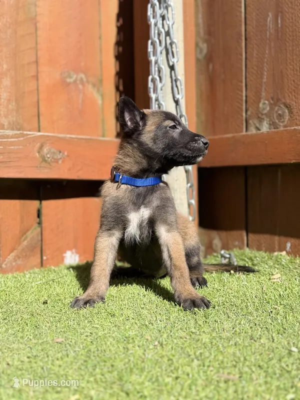 Blue  – Belgian Malinois puppy on hold in Oak Forest, IL