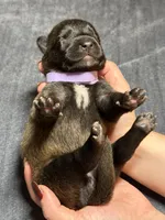 Purple, a female Belgian Malinois for sale in Oak Forest, IL – 2 of 5